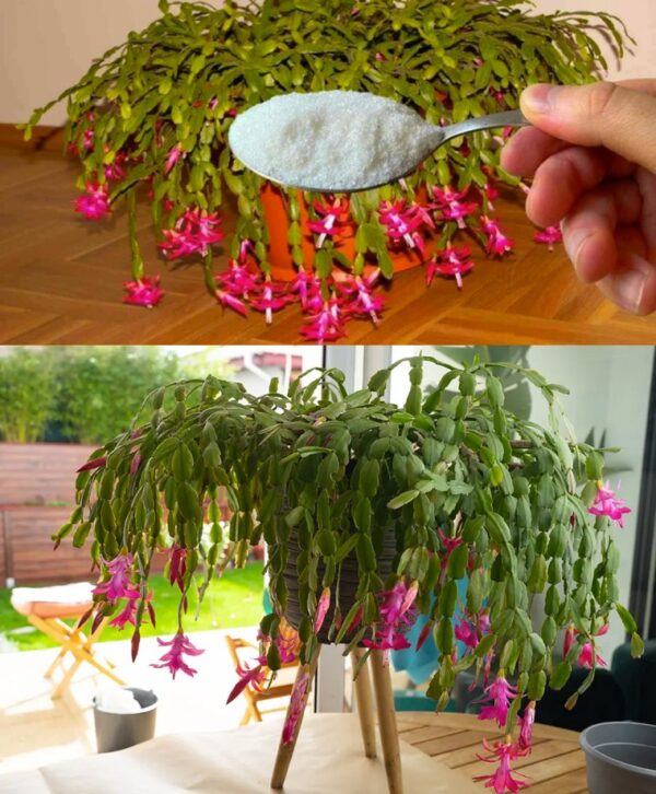 “La mejor manera de cultivar cactus de Navidad: crecen rápidamente y florecen abundantemente. Suficientes con tabletas de farmacia.”