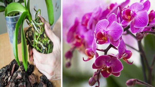 La orquídea sufre el calor en verano: si te olvidas de hacerlo en septiembre la encontrarás muerta