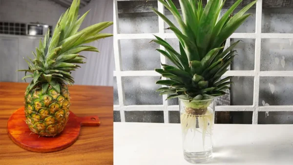 La piña reemplaza 13 medicamentos