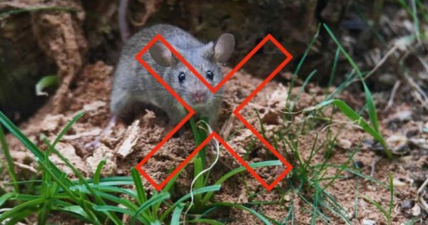 La planta aromática que aleja inmediatamente a los ratones del jardín: no los volverás a ver nunca más