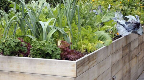 Las 10 mejores verduras para cultivar en camas elevadas