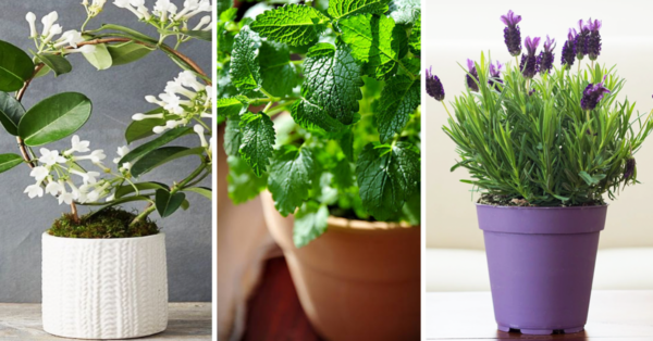 Las 11 mejores plantas de interior aromáticas para perfumar y decorar tu hogar