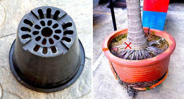 Las 5 cosas que hay que evitar en las macetas de tus plantas