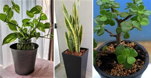 Las 5 mejores plantas que oxigenan tu hogar