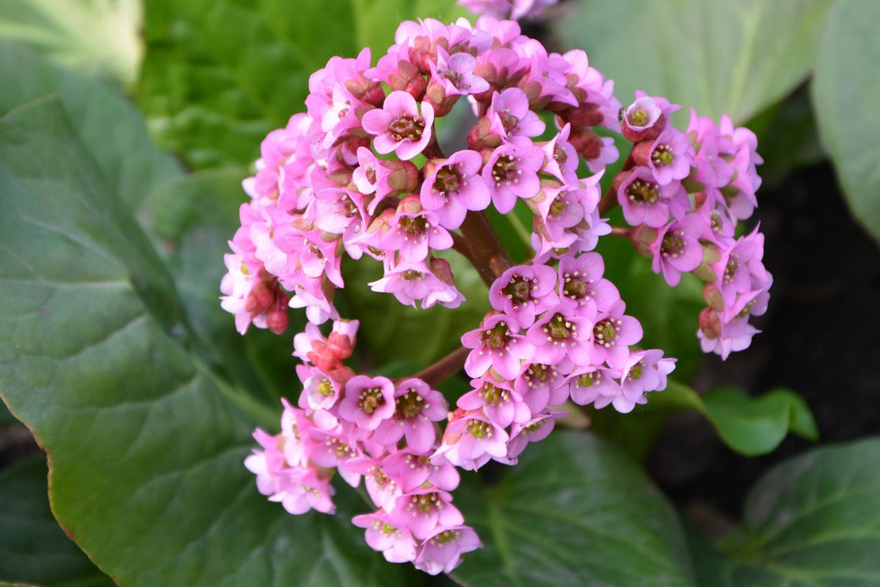 planta perenne de bergenia