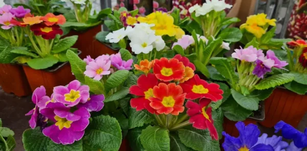 Las 5 plantas perennes con flores esenciales para un deslumbrante jardín primaveral