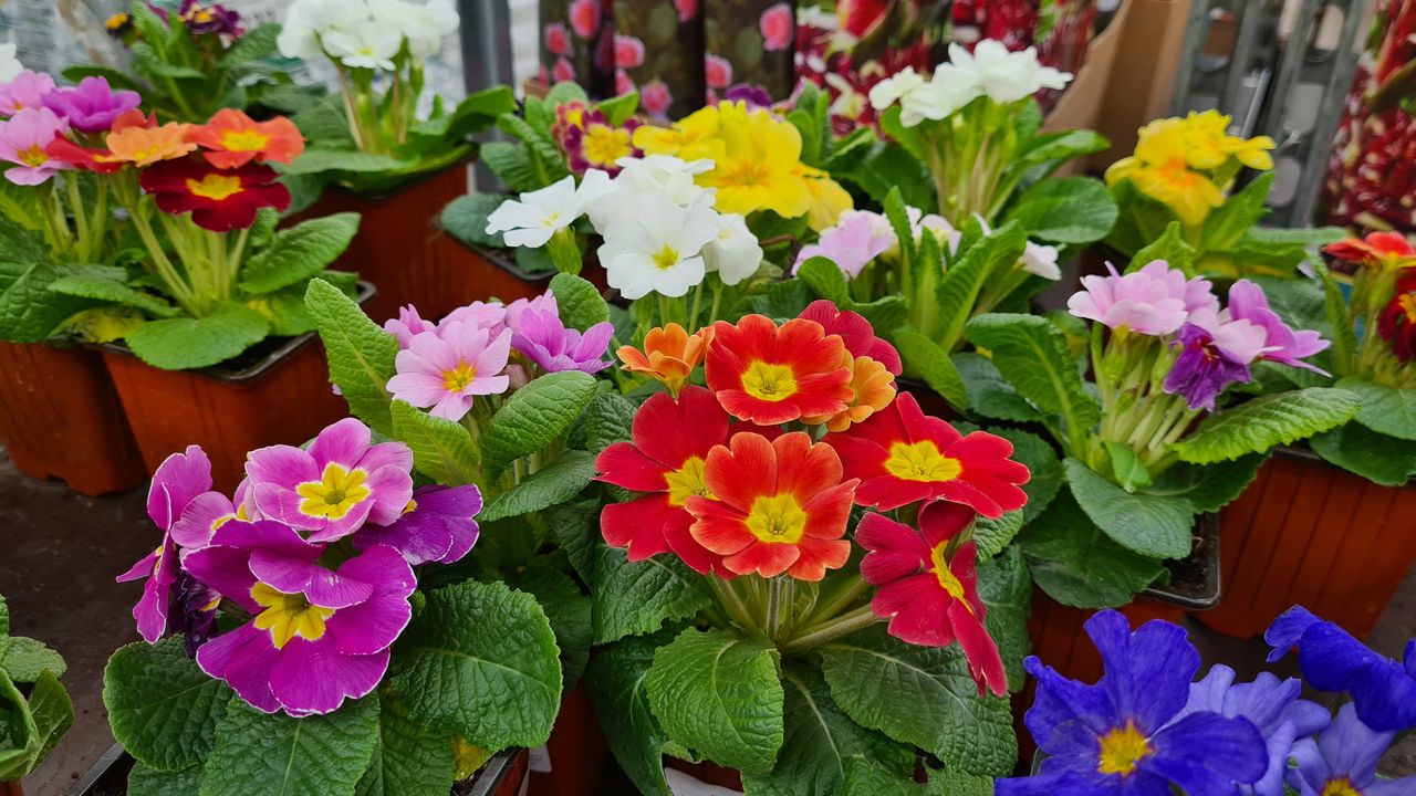 Planta perenne de jardín de primavera