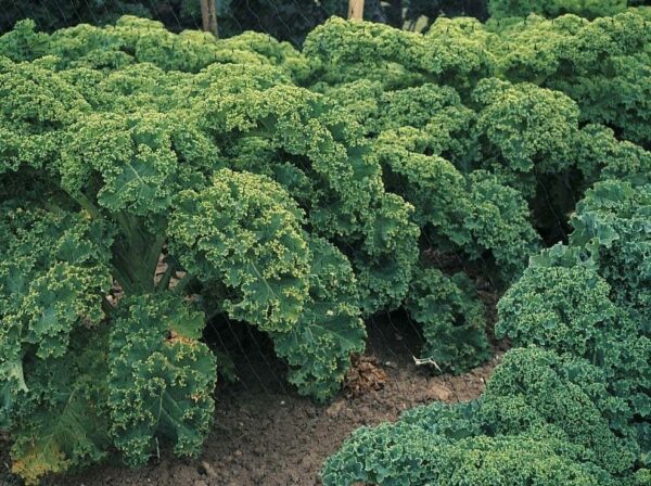 Las 6 verduras más rentables para cultivar en tu huerto