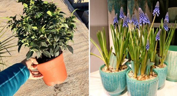 Las 7 mejores plantas para tener en exteriores, resisten todos los climas