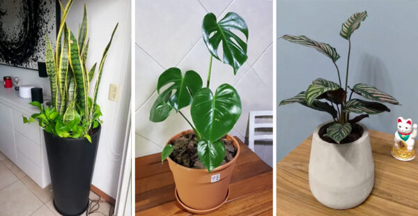 Las 7 mejores plantas para tener en interiores