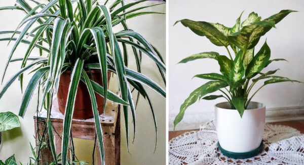 Las 7 plantas de interior que más embellecen los ambientes
