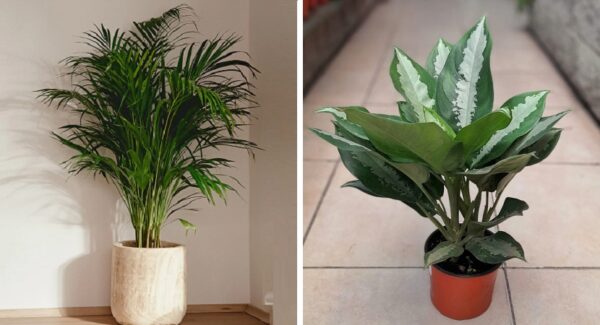 Las 7 plantas que más purifican los ambientes y son fáciles de cuidar