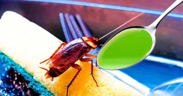 Las cucarachas nunca más se atreverán a entrar en tu casa gracias a la comida del frigorífico