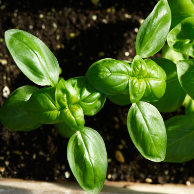 Las mejores hierbas que puedes cultivar en interior