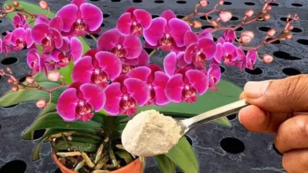 Las orquídeas florecen todo el año: basta con regarlas con estos productos naturales