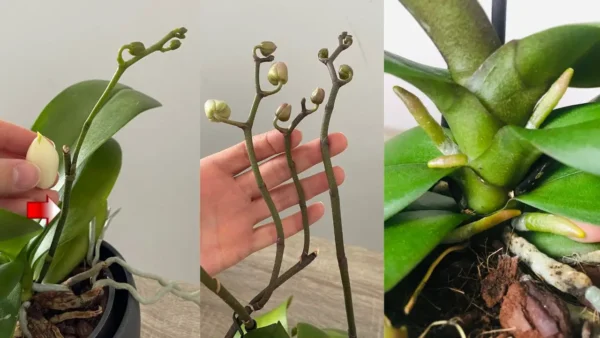 Las orquídeas florecerán todo el año si las riegas con este producto natural