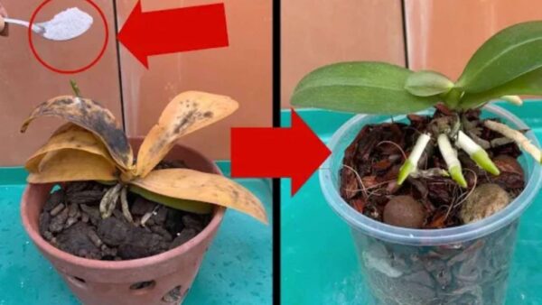 Las plantas secas y podridas se recuperarán rápidamente con este remedio