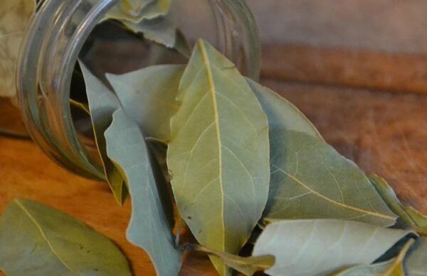 Laurel en la colada, para ropa muy perfumada: úsalo así