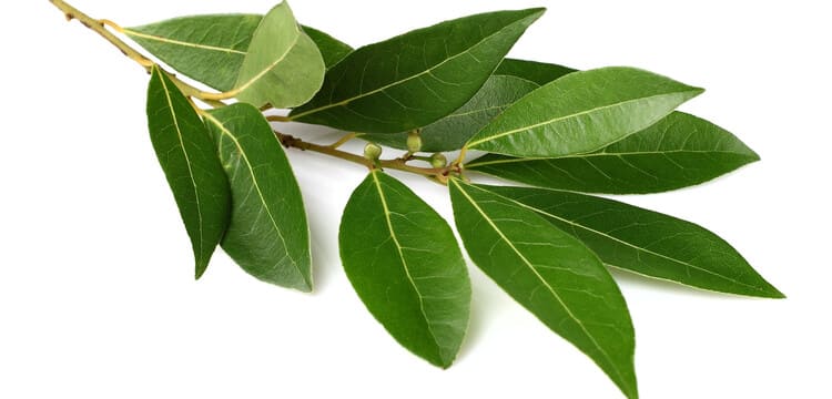 Laurel en la lavadora