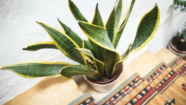 Lengua de suegra, aquí tienes donde colocarla en casa para tenerla bonita y majestuosa
