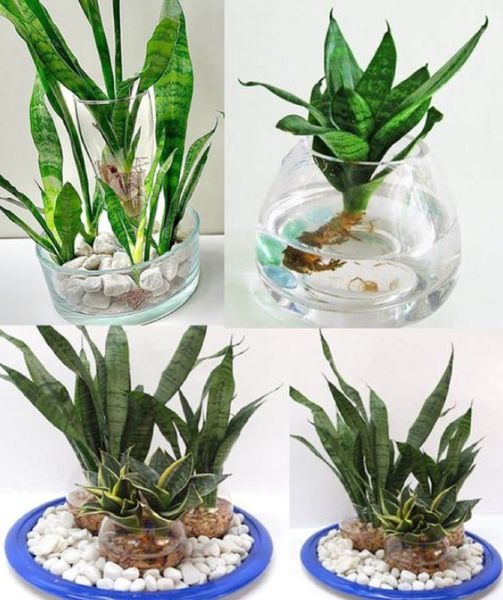 Lengua de suegra, colócala aquí: el lugar ideal para que florezca y dure mucho tiempo 👀👇😊 solo los miembros educados dirán gracias 😊 El resto en el primer comentario.