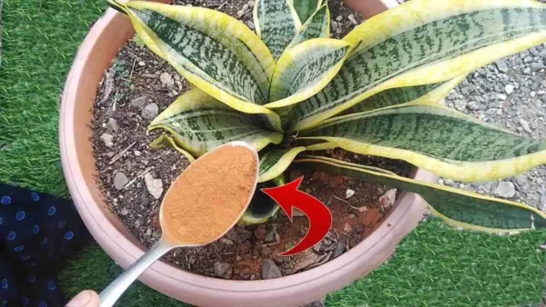 Lengua de suegra sana y próspera, el ingrediente que la hará florecer sin fin