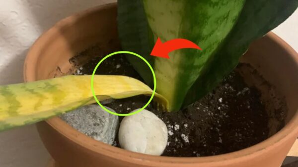 Lengua de suegra, si ya tiene hojas amarillas puedes solucionarlo inmediatamente haciéndolo