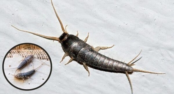 Lepismas en casa: qué los atrae y cómo mantenerlos alejados