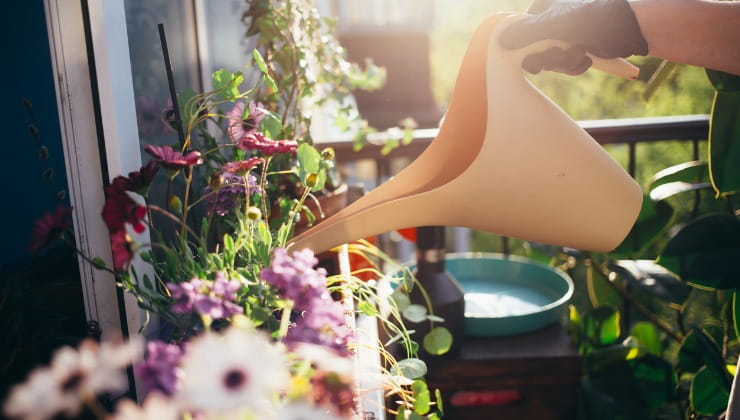 Plantas con flores en macetas.