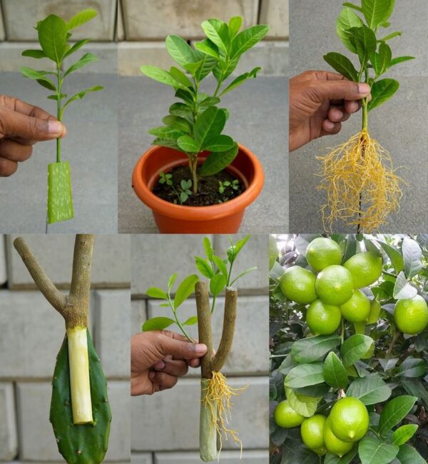Limones, si los cultivas así te durarán todo el año: el método muy sencillo