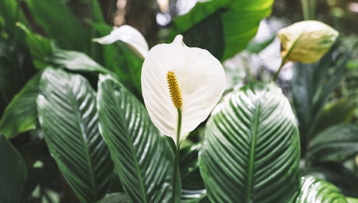 Planta un lirio de la paz