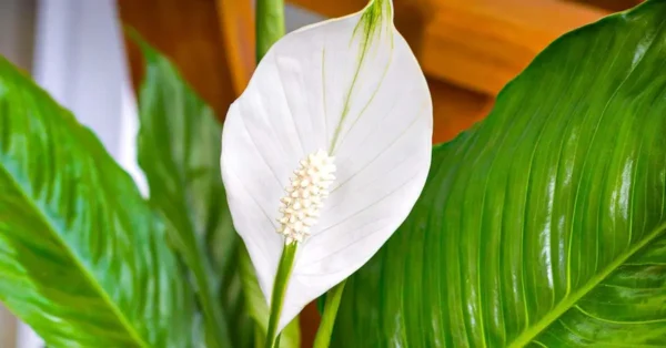 Lirio de la paz: no te equivoques, aquí tienes el lugar ideal para que florezca en tu hogar