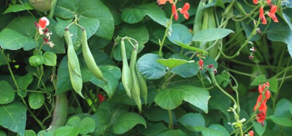 Lista de 20 hortalizas para cultivar en mayo