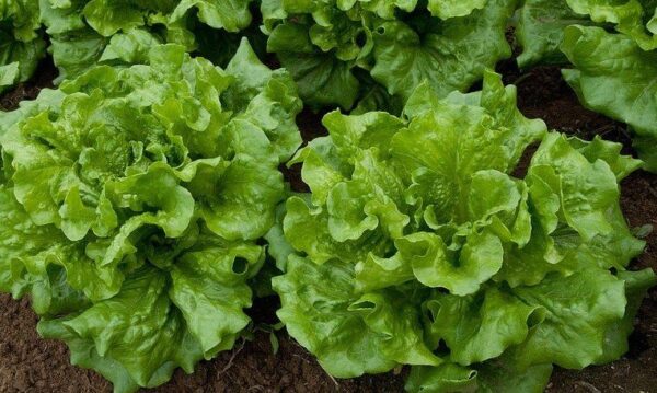 Lista de verduras y hierbas que se pueden cultivar a la sombra