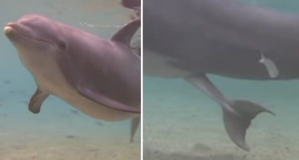 Logran filmar el momento exacto del nacimiento de un delfín