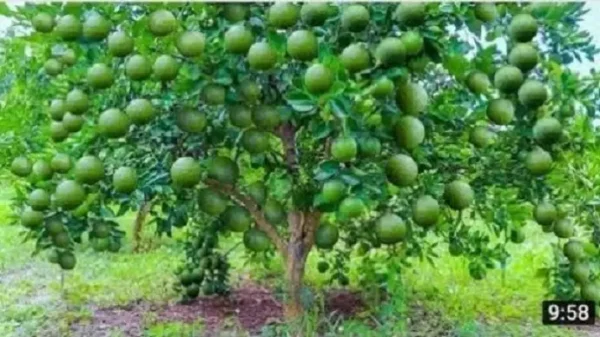 Los 7 mejores fertilizantes de jardín de bricolaje