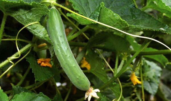 Los 7 secretos del cultivo de pepinos