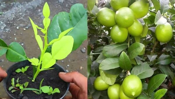 Los agricultores engañan para cultivar esquejes de limón en 30 días