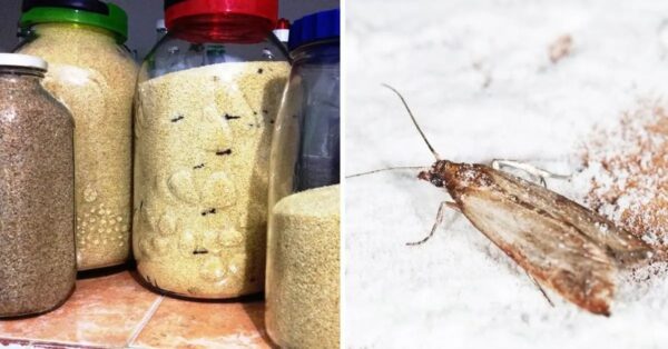 Los clavos mantienen a las polillas de los alimentos alejadas de sus alacenas: así es como se usan
