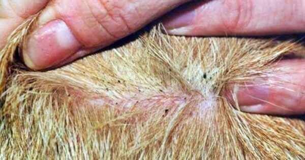 Los mejores remedios contra pulgas y garrapatas para perros y gatos