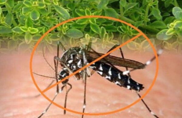 ¿Los mosquitos están invadiendo tu jardín? Así es como puedes ahuyentarlos