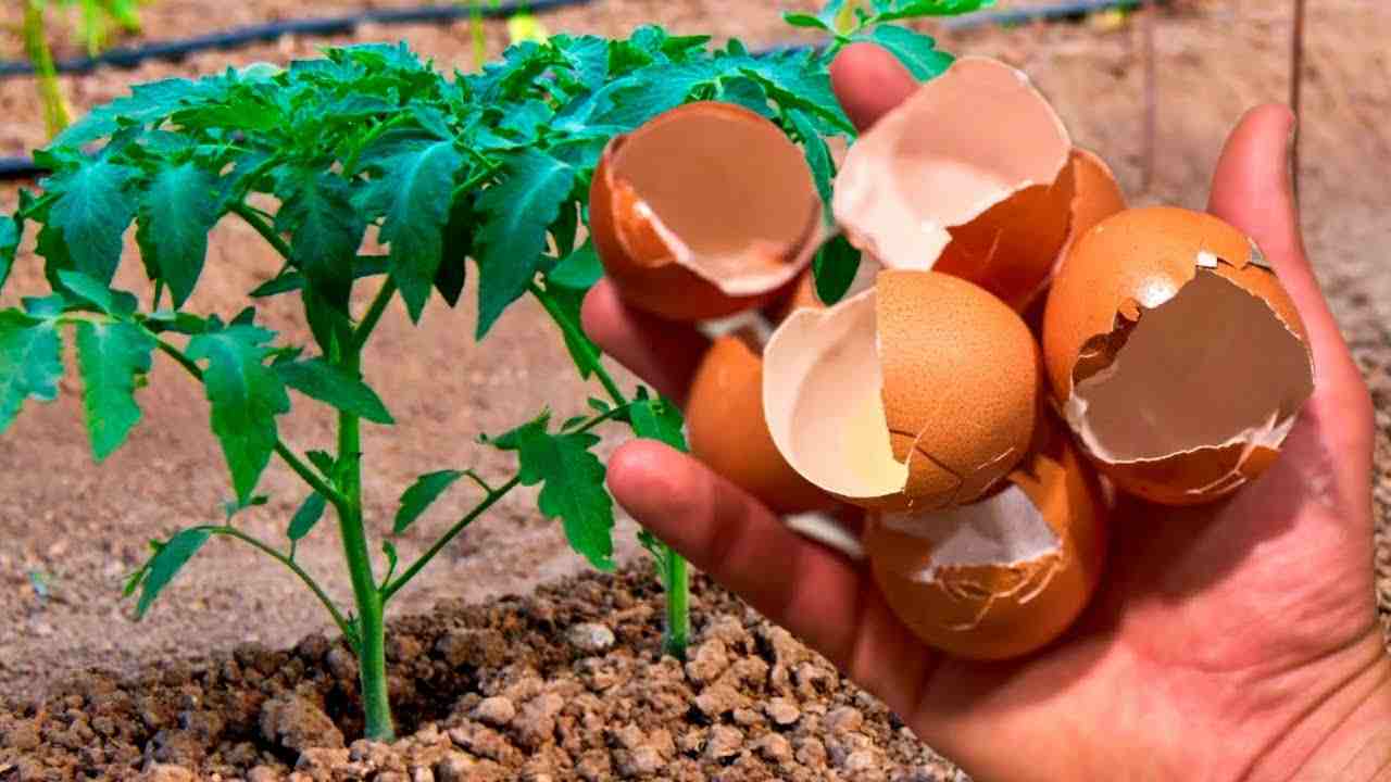 Cáscaras de huevo en tomates