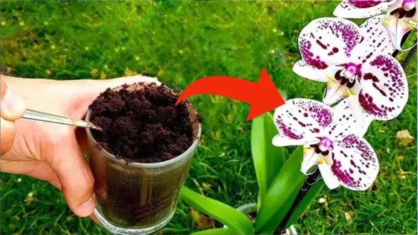 ¿Los posos de café son buenos para las orquídeas?