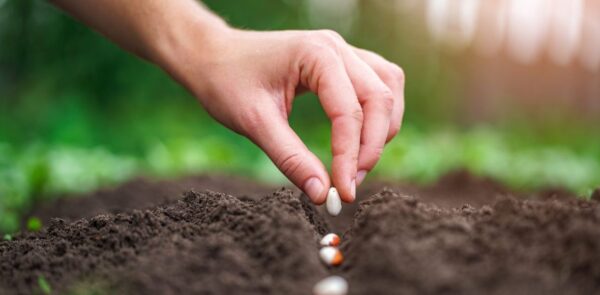 Los secretos para una siembra exitosa de frijol: todo lo que debes saber