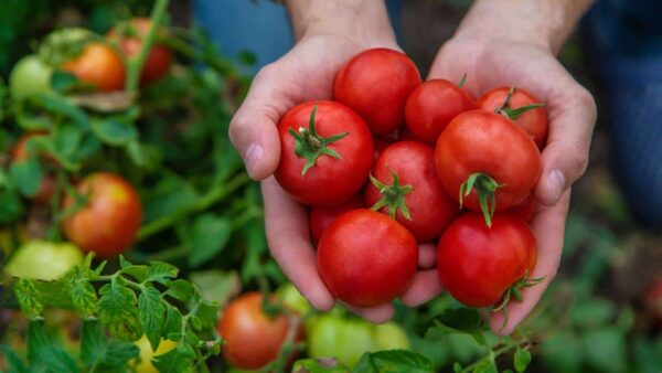 Los tomates, con este truco aumentan el rendimiento de tus plantas en un 30%