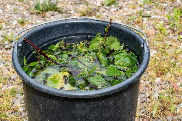 Macerado de ortiga: cómo preparar y utilizar el fertilizante y pesticida más potente
