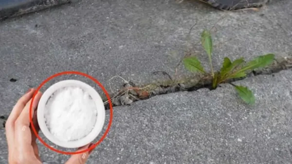 Malezas: ¿cómo deshacerse de ellas de una vez por todas?