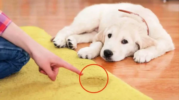 Manchas de orina de perro en la alfombra, aquí te explicamos cómo eliminarlas en unos pocos pasos