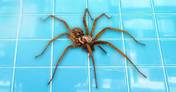 Mantén a las arañas alejadas de tu casa con un sencillo truco: no volverán