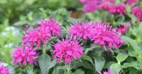 Mantén alejados a los mosquitos con esta espléndida planta aromática para colocar en el balcón